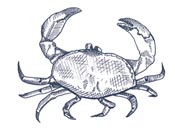 cangrejo.jpg